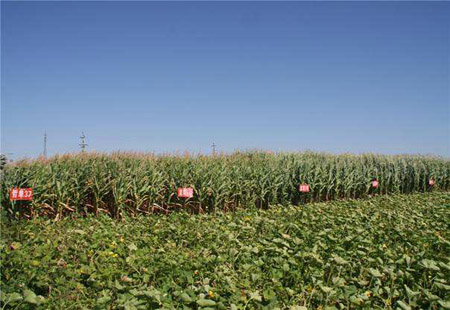 兩部門發(fā)文實施綠色循環(huán)優(yōu)質(zhì)高效特色農(nóng)業(yè)促進項目