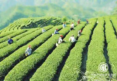 中國茶產業(yè)迎來復蘇 茶企搶搭資本快車