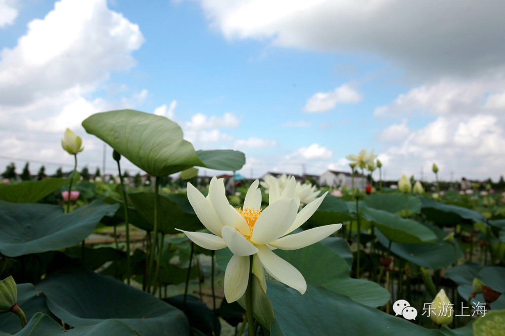 上海: 千畝荷花迎客來