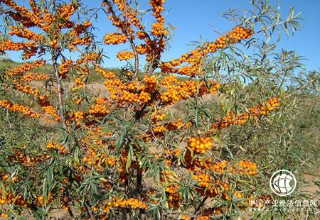 山西：推動(dòng)沙棘產(chǎn)業(yè)大發(fā)展把“小灌木”做成“大產(chǎn)業(yè)”