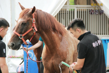 史詩(shī)馬秀《特洛伊》:名馬待遇奢華 只為表演高水準(zhǔn)