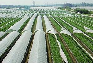 六部門：到2020年全國地膜覆蓋面積基本實(shí)現(xiàn)零增長