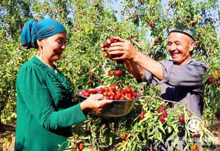 “中國早熟紅棗之鄉(xiāng)”新疆托克遜縣紅棗進入采摘期