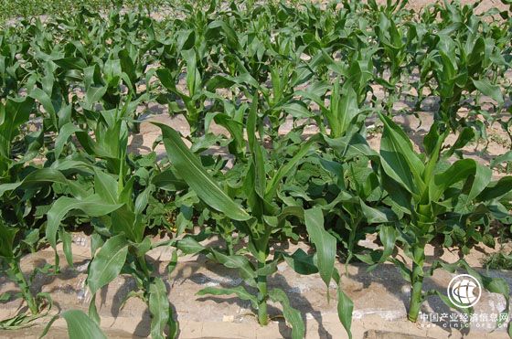 山西省出臺政策加快有機旱作農業(yè)發(fā)展