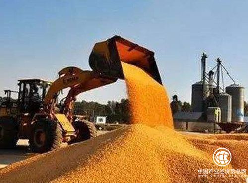 黑龍江實(shí)施“玉米品質(zhì)提升工程”初見(jiàn)成效