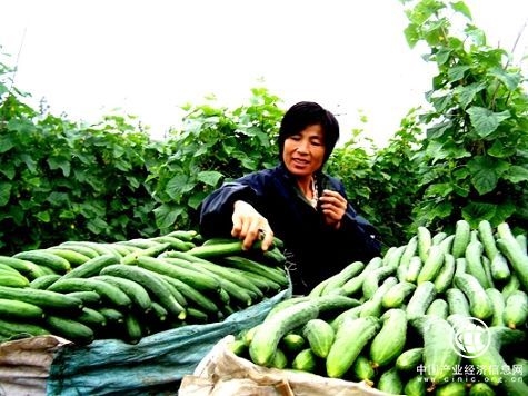 山東省沂南縣獲評(píng)“中國黃瓜之鄉(xiāng)”