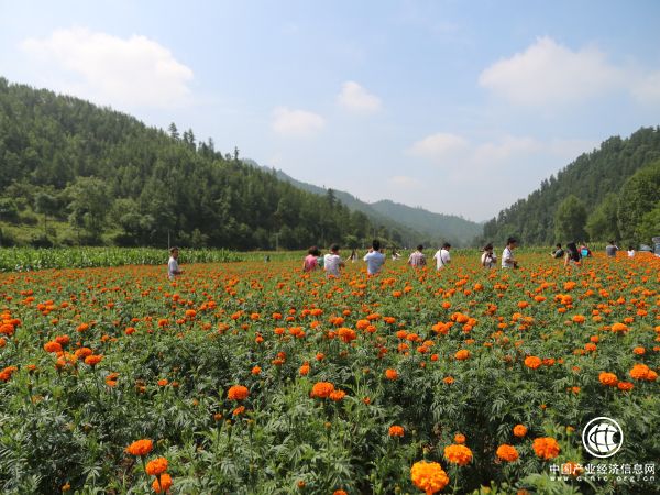 農業(yè)部：深入實施貧困村“一村一品”產業(yè)推進行動