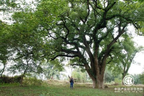 江西省安福縣獲“中國樟樹之鄉(xiāng)”稱號(hào)