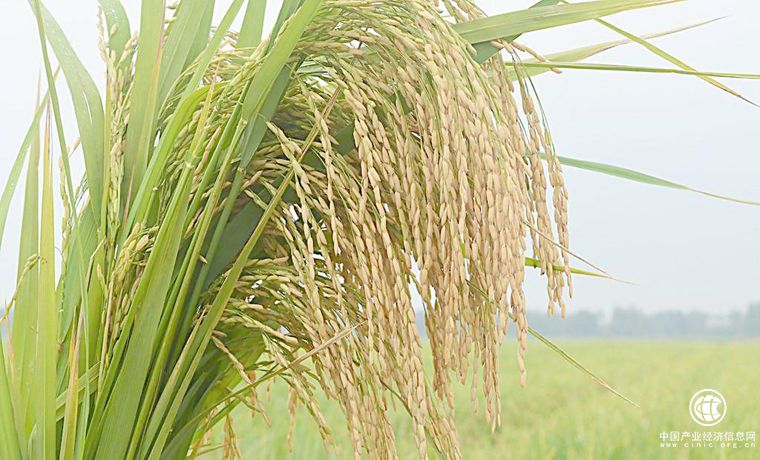 黑龍江：水稻畝產(chǎn)實收758公斤，這項秸稈還田技術(shù)不一般