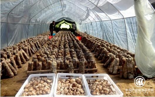中國食用菌產業(yè)迎來轉型升級關鍵期