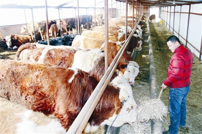 以肉牛產(chǎn)業(yè)為龍頭，哈爾濱賓縣做強(qiáng)“牛經(jīng)濟(jì)”