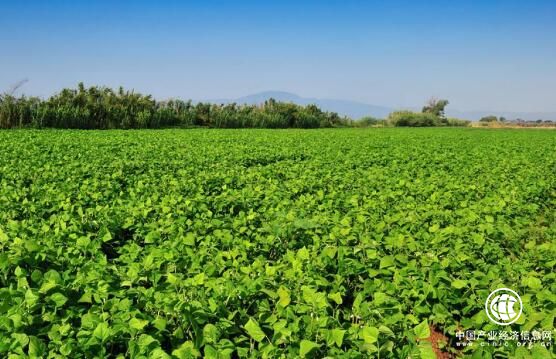 農(nóng)業(yè)農(nóng)村部：預(yù)計今年大豆種植面積1.27億畝