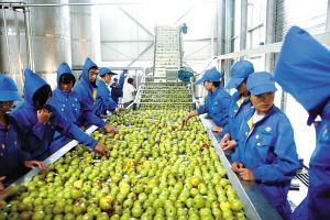 讓廣東農(nóng)業(yè)“鏈”全球的“共享工廠”，何以在海外受熱捧？