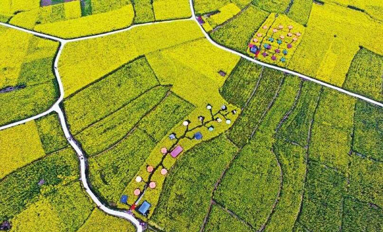 732.5億斤！四川糧食總產(chǎn)量再創(chuàng)歷史新高