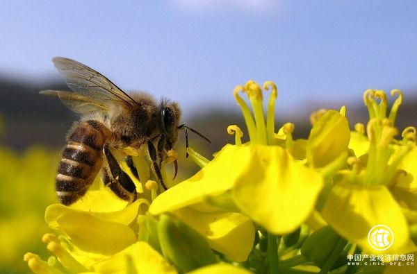 好“蜂”景，蜜香飄海外！蜂產(chǎn)品外貿(mào)版圖擴(kuò)大出口強(qiáng)勁