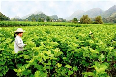 八桂大地續(xù)說(shuō)蠶桑新故事——廣西蠶桑產(chǎn)業(yè)“十三五”發(fā)展成就側(cè)記