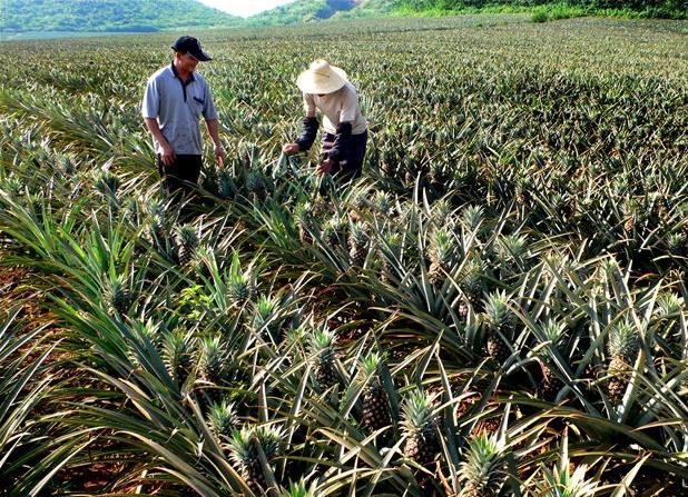 同一個縣菠蘿差價(jià)60倍：品種、特色決定銷售前景