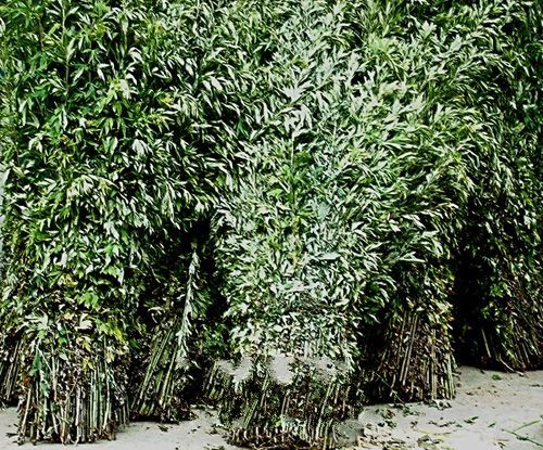 中草藥艾葉有了國(guó)際標(biāo)準(zhǔn)