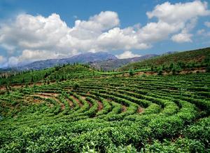 云南國資國企交出鄉(xiāng)村振興亮眼“成績單”