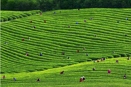 貴州金沙：“中國貢茶之鄉(xiāng)”種植萬畝茶葉致富一方百姓