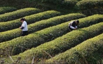 福建“私人定制”茶園探出脫貧新路