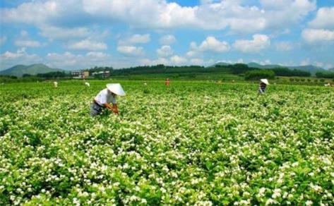 全國年銷茶葉將超2400億元