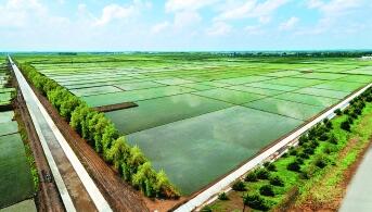 黑龍江綏化：筑牢糧食“壓艙石” 現(xiàn)代農(nóng)業(yè)繪新篇