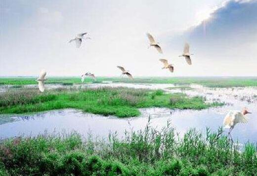讓“地球之腎”永葆生機(jī)——各地加強(qiáng)濕地保護(hù)綜述