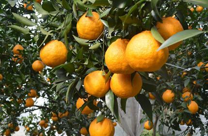 出口量價(jià)齊升 鮮味海外圈粉  中國水果“甜”進(jìn)世界