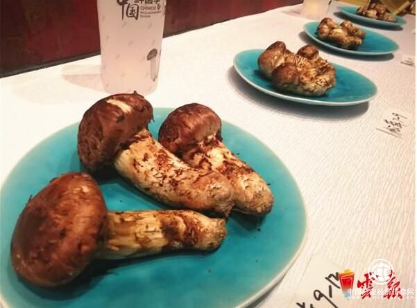 中國(guó)鮮菌季·及養(yǎng)堂香格里拉松茸啟動(dòng)會(huì)召開(kāi)