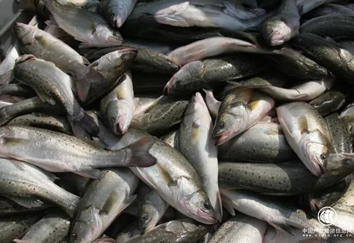 “中國(guó)海鱸之鄉(xiāng)”珠海白蕉鎮(zhèn)：多管齊下助海鱸走出去