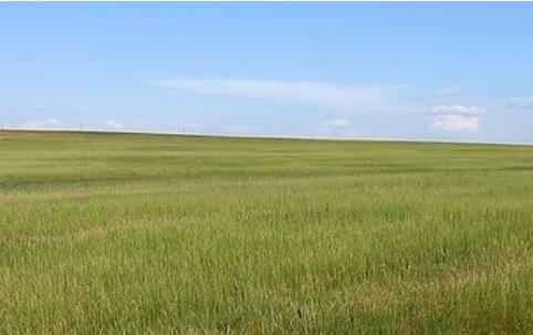 研發(fā)優(yōu)質(zhì)草種 規(guī)劃交易平臺 呼和浩特打造優(yōu)質(zhì)牧草全產(chǎn)業(yè)鏈