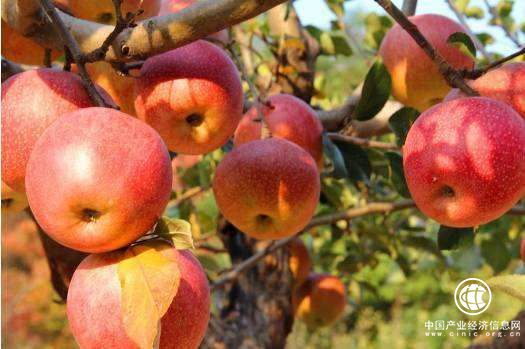 新一批全國“一村一品”示范村鎮(zhèn)、超十億元鎮(zhèn)、超億元村出爐 山西省多地入選