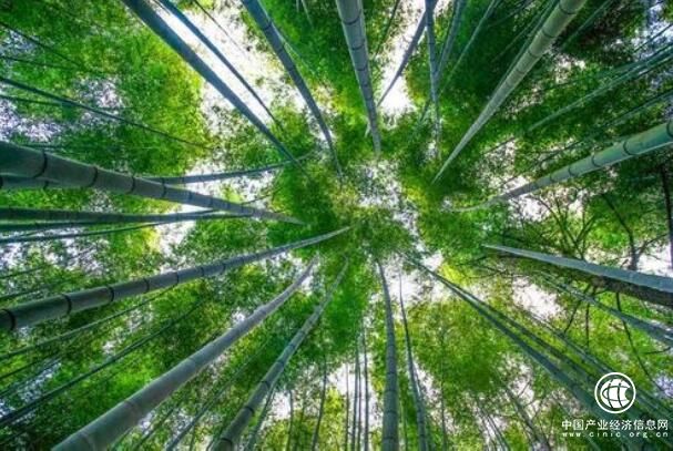 廣東省仁化縣長(zhǎng)江鎮(zhèn)榮獲“中國毛竹之鄉(xiāng)”稱號(hào)