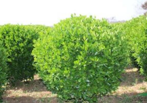 “中國黃楊之鄉(xiāng)”是如何打造的？