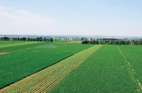 內蒙古巴彥淖爾建成各類農業(yè)園區(qū)155 個