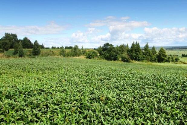 黑龍江扛穩(wěn)糧食安全“大豆擔(dān)當(dāng)”