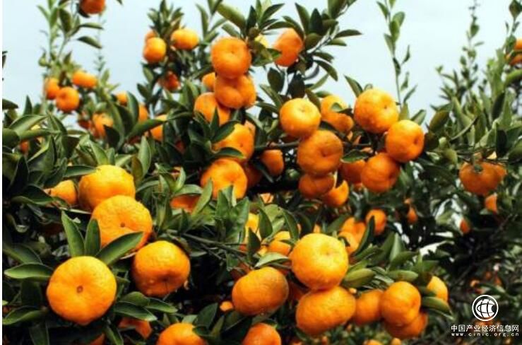 “蜜橘之鄉(xiāng)”江西南豐縣：百億產業(yè)橘子如何邁出國門