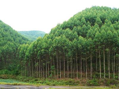 高標準打造國家儲備林示范項目 四川發(fā)展多措并舉筑牢地方生態(tài)基礎(chǔ)