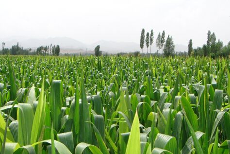 農(nóng)業(yè)農(nóng)村部：深入推進種植結(jié)構(gòu)調(diào)整 增加緊缺產(chǎn)品供給