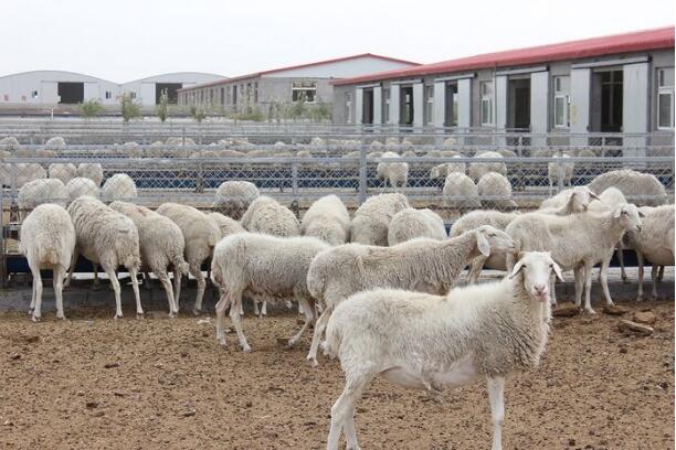 肉羊行情持續(xù)低迷，如何應(yīng)對？