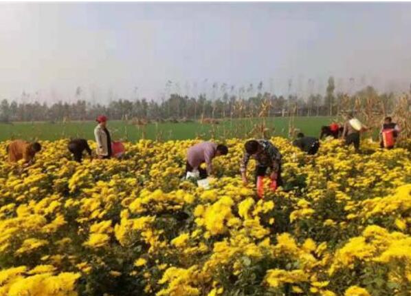 特色農(nóng)業(yè)“金鑰匙” 打開(kāi)鄉(xiāng)村振興“富民門(mén)”