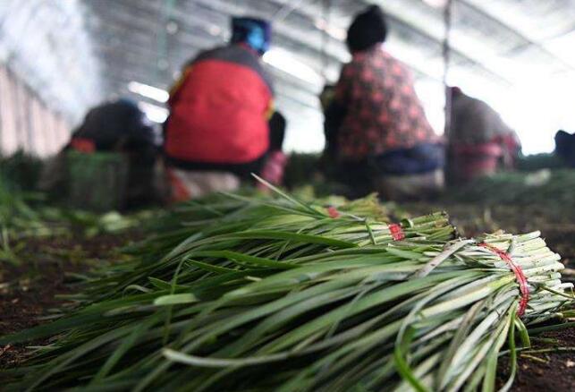 黑龍江寧安：韭菜“打捆”賣，農(nóng)戶抱團干