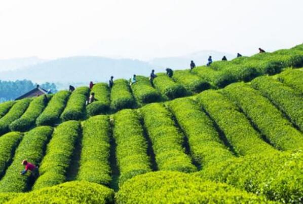 中國(guó)烏龍茶之鄉(xiāng)安溪：從“賣茶葉”到“賣風(fēng)景” “文旅大餐”引游人