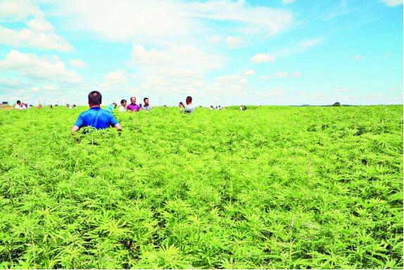 黑龍江探索引領(lǐng)全球漢麻產(chǎn)業(yè)可持續(xù)發(fā)展