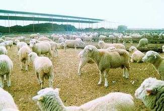 農(nóng)業(yè)農(nóng)村部：畜產(chǎn)品供應(yīng)總體有保障