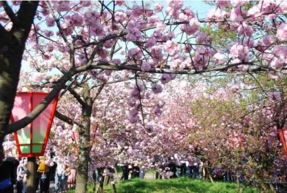 “賞花熱”掀起旅游熱潮 “春日經(jīng)濟”不斷升溫