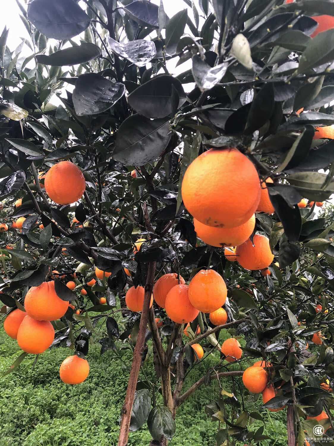 長江三峽獨(dú)特的地貌，讓秭歸種出可以過冬的臍橙。