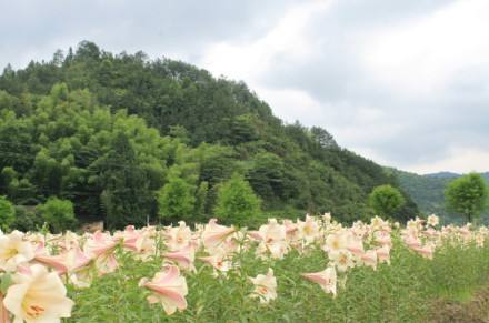 江西省萬載縣建村莊風景林促進鄉(xiāng)村旅游