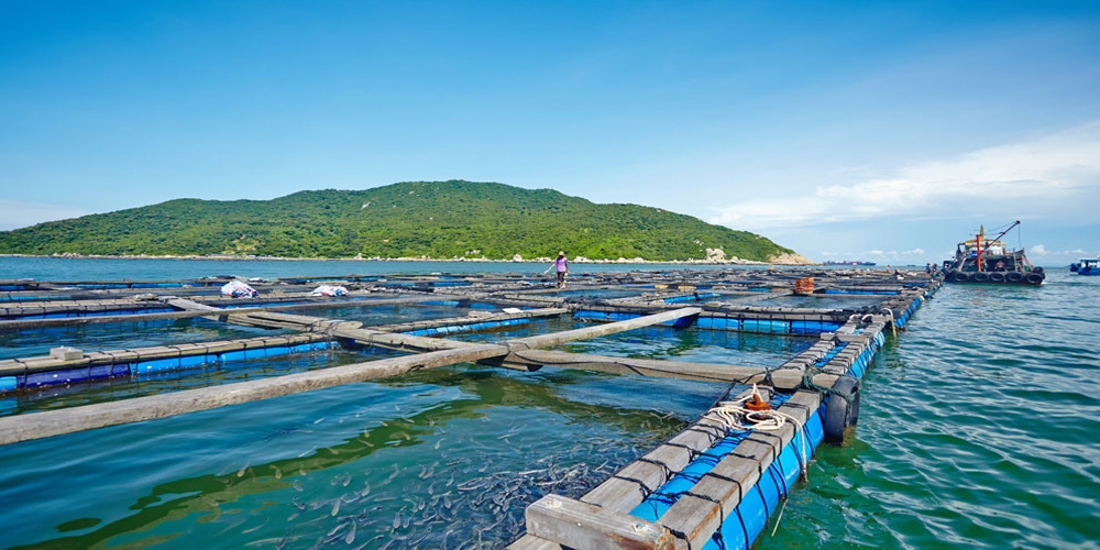 廣東推進“金融+海洋”工程 資金活水潤澤全產(chǎn)業(yè)鏈